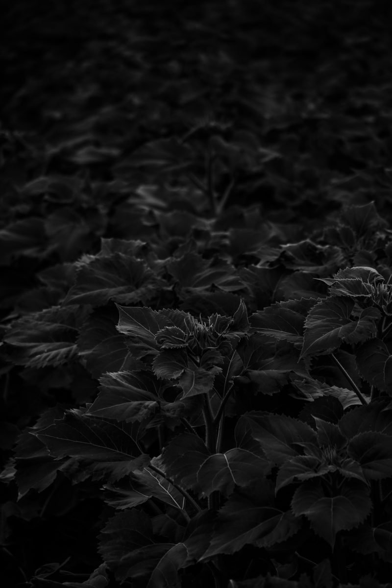 Plant dark wallpapers
